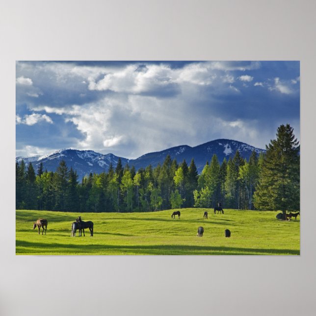 Póster Cavalos pastam em pasto perto de Whitefish, (Frente)