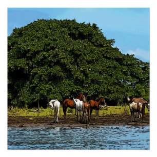 Póster Cavalos pela água - Costa Rica