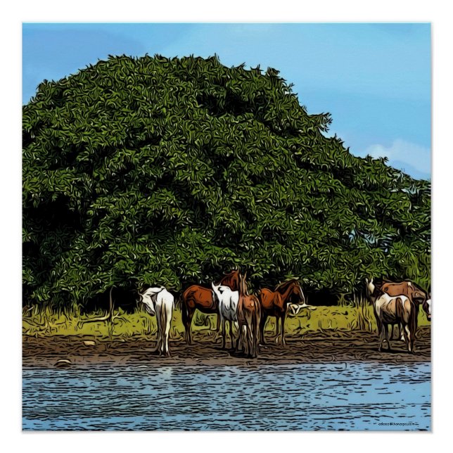 Póster Cavalos pela água - Costa Rica (Frente)