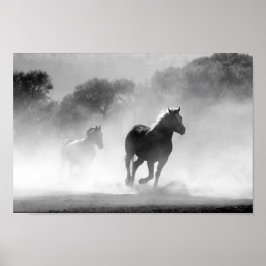 Poster Cavalos preto e branco