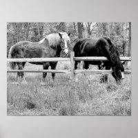 Cavalos Preto e Branco — Fotografia Digital