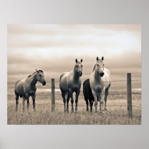 Poster Cavalos Quarto de Milha na Pradaria Canadense