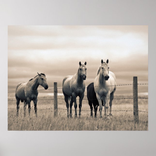 Poster Cavalos Quarto de Milha na Pradaria Canadense (Frente)