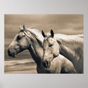 Poster Cavalos Quarto de Milha na Pradaria Canadense