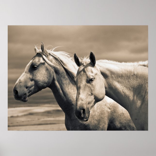 Poster Cavalos Quarto de Milha na Pradaria Canadense (Frente)