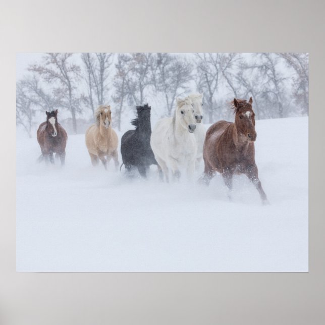 Poster Cavalos que Atravessam a neve (Frente)