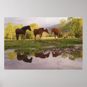 Poster Cavalos refletidos em um pequeno riacho, Cades Cov