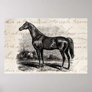 Póster Cavalos retros do puro-sangue do cavalo de raça