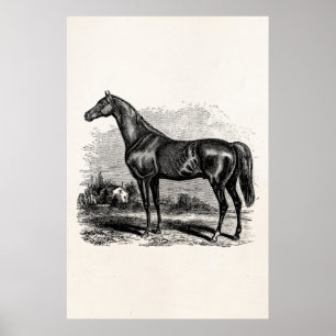 Póster Cavalos retros do puro-sangue do cavalo de raça