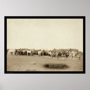 Poster Cavalos Roped pelos vaqueiros SD 1887
