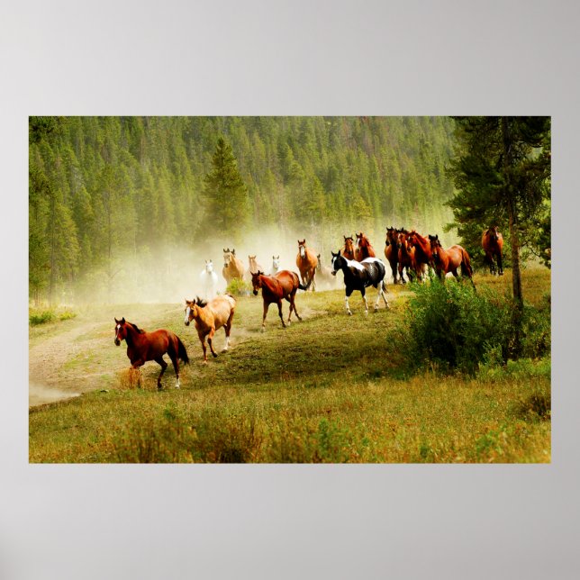 Poster Cavalos Selvagens (Frente)