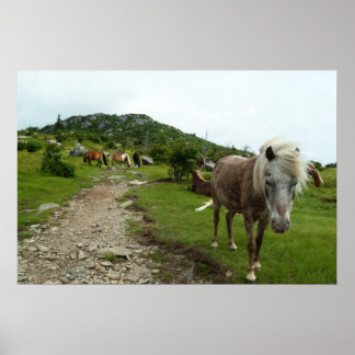 Póster Cavalos Selvagens