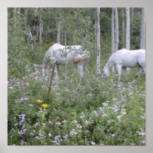 Póster Cavalos selvagens