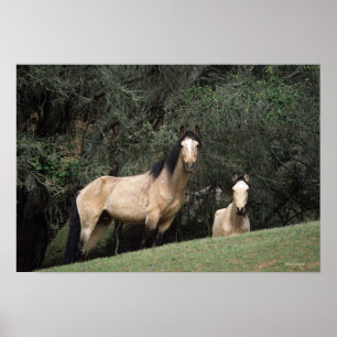 Poster Cavalos selvagens 6 do mustang