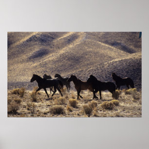Poster Cavalos selvagens do mustang no deserto 1