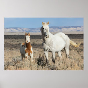 Poster Cavalos Selvagens em Casa na Bacia de Sandwash