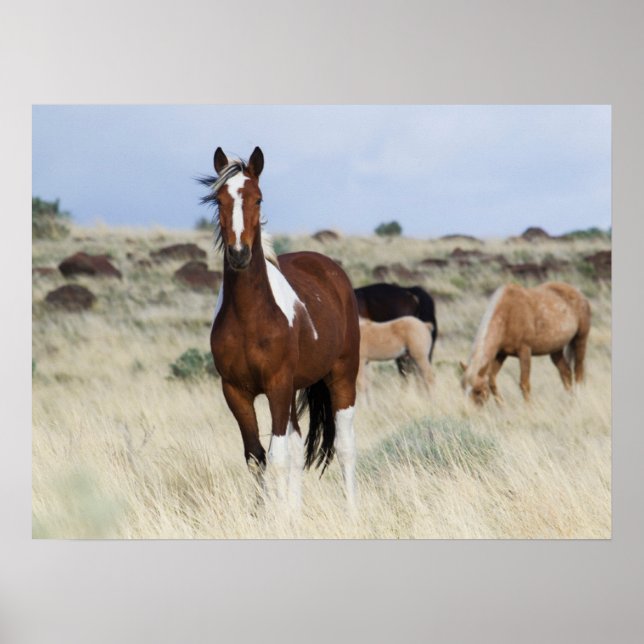 Poster Cavalos Selvagens, Montanhas Steens (Frente)