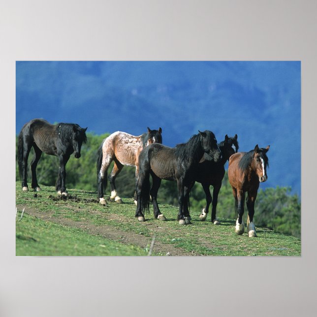 Póster Cavalos Selvagens Mustang nas Montanhas (Frente)