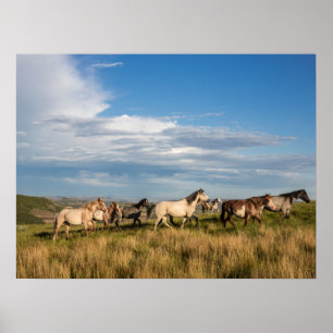 Poster Cavalos Selvagens no Parque Nacional Theodore Roos
