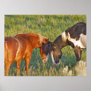 Poster Cavalos Selvagens no Parque Nacional Theodore Roos