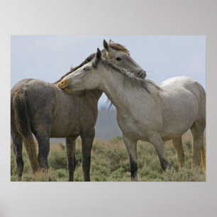 Poster Cavalos Selvagens Nuzzling