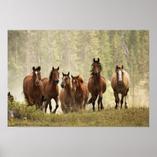 Póster Cavalos subindo um pequeno morro durante a reunião