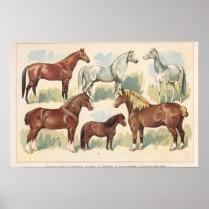 Poster Cavalos Vintage