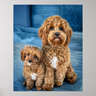 Poster Cavapoo Dog Puppy Adorable