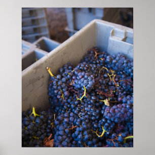 Poster Cave Bodega Marques de Riscal, uvas