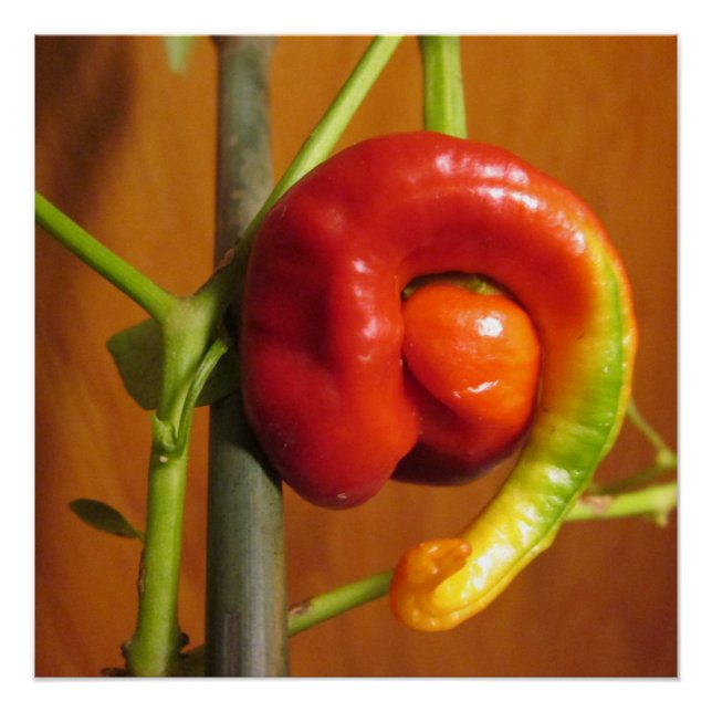 Póster Cayenne Pepper (Frente)