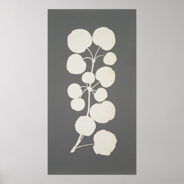 Póster Cayenne Pepper (Frente)