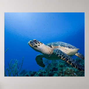 Póster Cayman Islands, ilha de caimão pequena, 2
