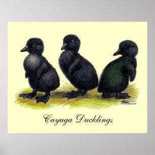 Poster Cayuga preto dos patinhos
