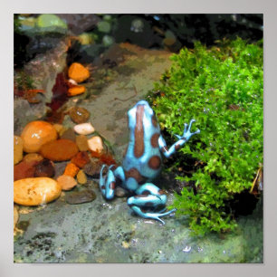 Póster CB azuis do sapo do dardo