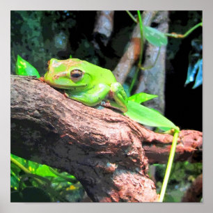 Póster CB do sapo de árvore