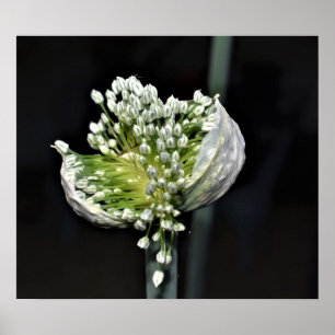 Poster Cebola de florescência do primavera