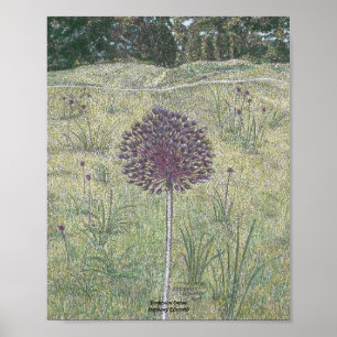 Póster Cebola de Yorktown