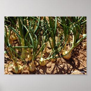 Poster Cebolas Espanholas na Colheita