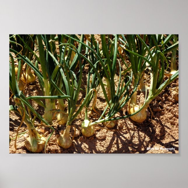 Poster Cebolas Espanholas na Colheita (Frente)