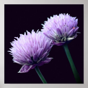 Poster Cebolinha Roxa Florindo Allium Close Up