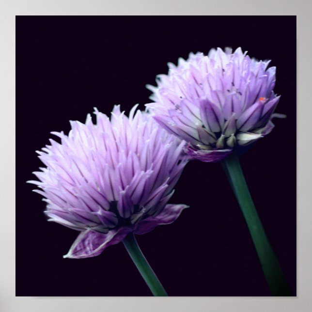 Poster Cebolinha Roxa Florindo Allium Close Up (Frente)