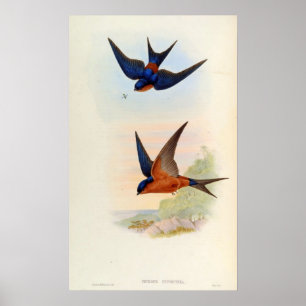 Poster Cecropis Hyperythra (andorinha de Sri Lanka)