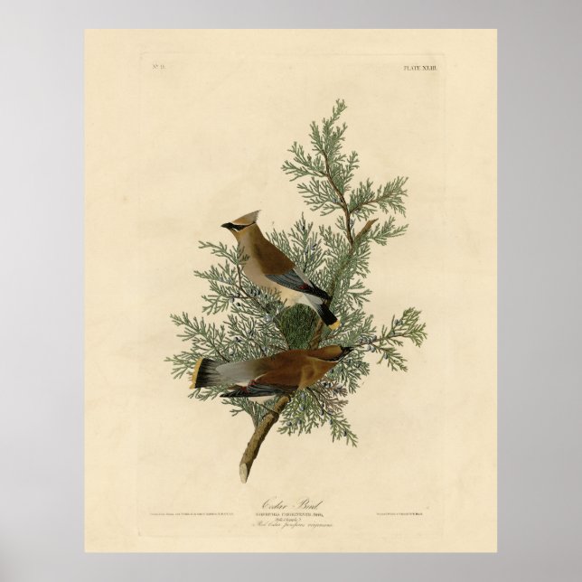 Poster Cedar Bird, Cedar Waxwing Audubon Birds da América (Frente)