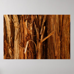 Poster Cedar Textura de Latido de Madeira