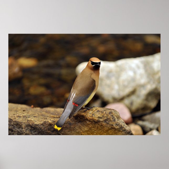 Poster Cedar Waxwing (Frente)