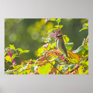 Póster Cedar Waxwing E Poke Berries Em Uma Árvore
