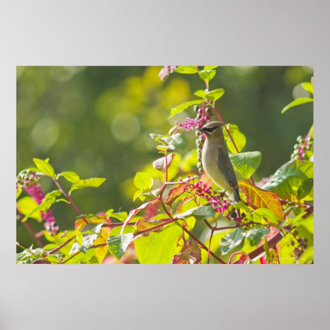 Póster Cedar Waxwing E Poke Berries Em Uma Árvore (Frente)