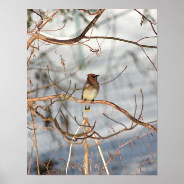 Poster Cedar Waxwing Em Animal De Inverno (Frente)