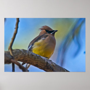 Poster Cedar Waxwing em Sunrise
