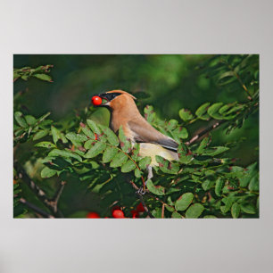 Poster Cedar Waxwing Montanha Ash Berry